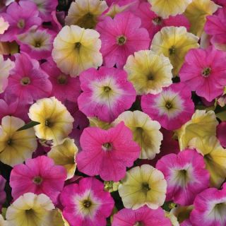 Easy Wave Sweet Taffy Mix Petunia Thumbnail